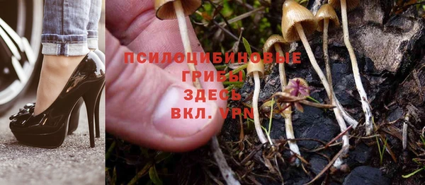 шишки Новозыбков